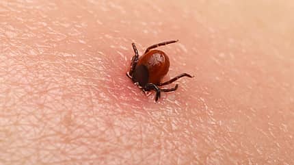 Zecken saugen Blut und können über den Stachel Krankheitserreger übertragen Zecken saugen Blut und können über den Stachel Krankheitserreger übertragen