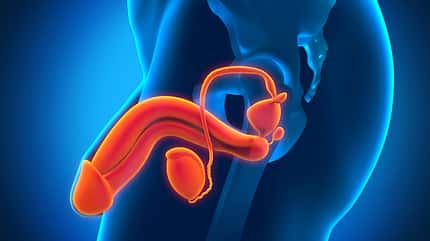 Zu viel begünstigt nicht nur Übergewicht, sondern auch Potenzprobleme Zu viel begünstigt nicht nur Übergewicht, sondern auch Potenzprobleme
