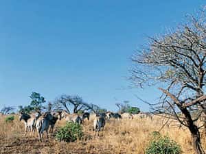Zebras ganz privat Zebras ganz privat