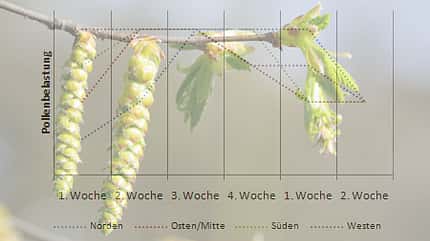 Die Belastung durch die Pollen der Hainbuche unterscheidet sich regional stark Die Belastung durch die Pollen der Hainbuche unterscheidet sich regional stark