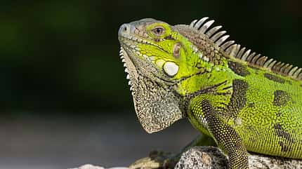 Grüner Leguan auf Curacao