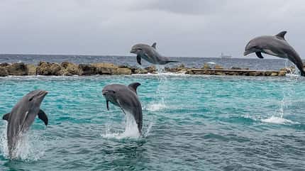 Dolphin Academy Curacao