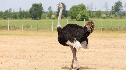 Strauß in Curacaos Ostrich Farm