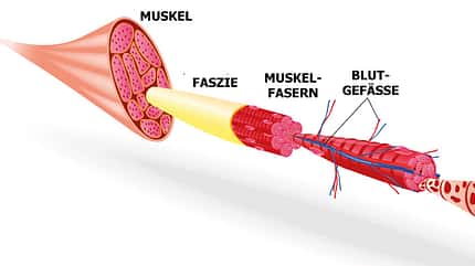 Das Bindegewebe oder eben die Faszien umhüllen jedes Organ, jeden Knochen und jeden Muskel Das Bindegewebe oder eben die Faszien umhüllen jedes Organ, jeden Knochen und jeden Muskel