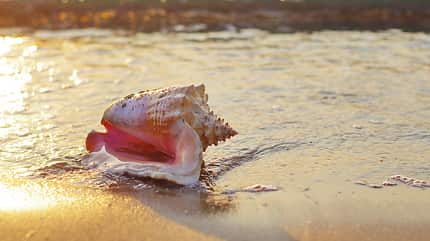 Riesenmuscheln dürfen Sie nicht aus dem Urlaub mitbringen Riesenmuscheln dürfen Sie nicht aus dem Urlaub mitbringen