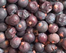 Wacholderbeeren enthalten ätherische Öle, die den Appetit anregen Wacholderbeeren enthalten ätherische Öle, die den Appetit anregen