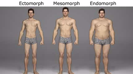 Es gibt verschiedene Körper-Typen: endomorph, ectomorph und mesomorph Es gibt verschiedene Körper-Typen: endomorph, ectomorph und mesomorph