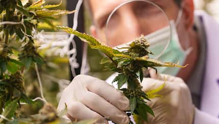 checking,green,farming,harvest,wellness,ganja,grow,farmland,ecology,inspecting,cultivation,therapy,environmental,medicals,cannabis,analysis,crop Close-up of doctors studying the growth of cannabis leaves in a cannabis plant nursery