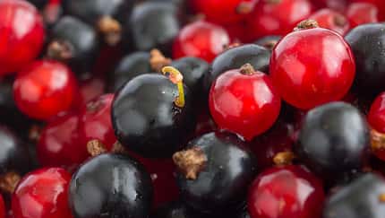 Die 20 zuckerärmsten Obstsorten