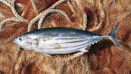 Nicht jeder Fisch gehört auf den Tisch beziehungsweise ins Netz