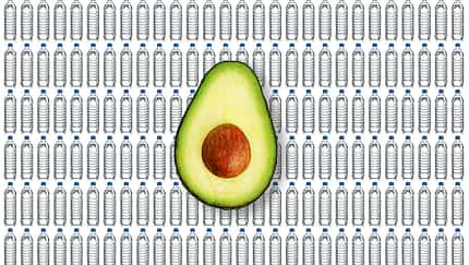 Wasserflaschen Avocado