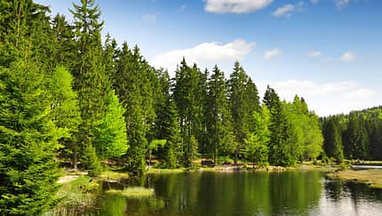 Bayrischer Wald Bayrischer Wald