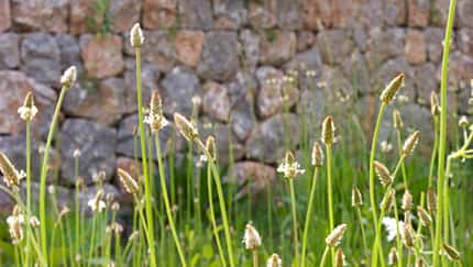 Pollen: Vor allem der Spitzwegerich setzt Allergikern im Spätsommer zu
