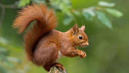 Eichhörnchen