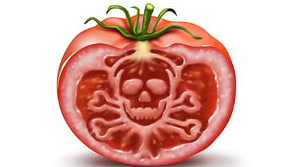 Tomaten können giftiges Solanin enthalten Tomaten können giftiges Solanin enthalten