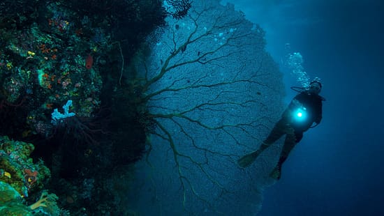 Mann taucht in einem großen Seefächer