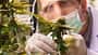 Close-up of doctors studying the growth of cannabis leaves in a cannabis plant nursery