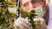 Close-up of doctors studying the growth of cannabis leaves in a cannabis plant nursery