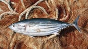 Nicht jeder Fisch gehört auf den Tisch beziehungsweise ins Netz