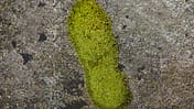 Grüner Fußabdruck
