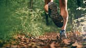 Wegen der Zeckengefahr sollte man im Wald nicht mit freien Beinen laufen