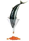 Fischöl unterstützt die Nervenfunktionen Fischöl unterstützt die Nervenfunktionen